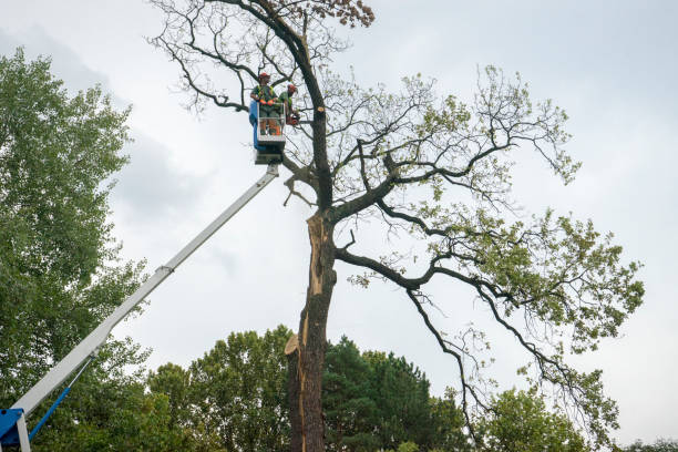 Best Best Tree Removal Services  in Fairbanks Ranch, CA